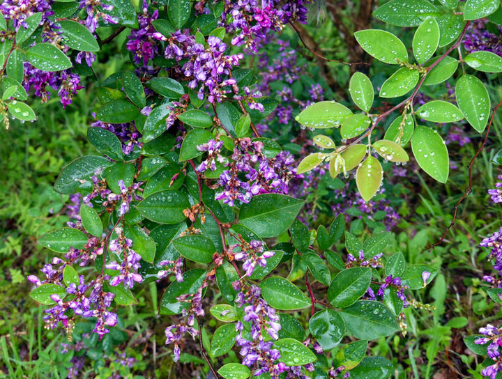 Violette Buschklee-Blumensamen – Alte Sorte, gentechnikfrei, keimfreudige Samen
