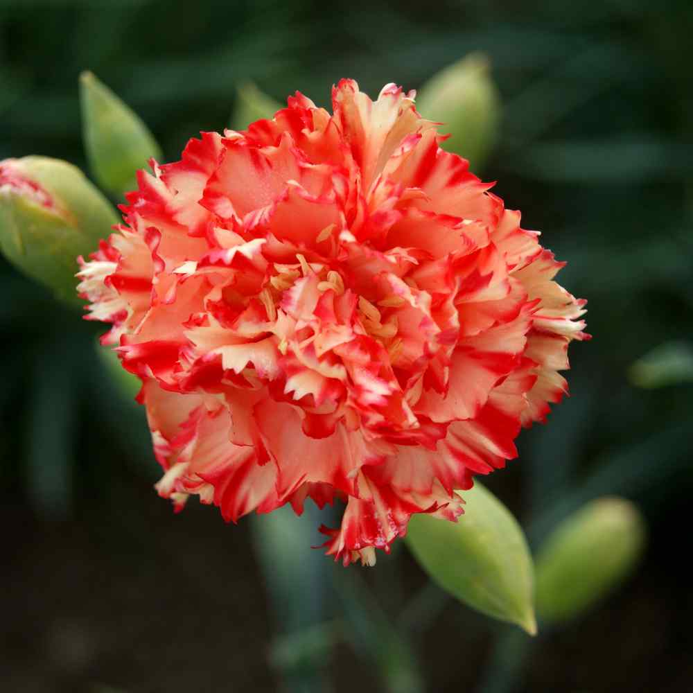 red white flower seeds
