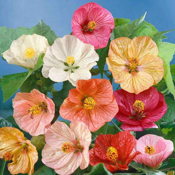 Semillas de flores de Abutilon Bellevue mezcladas – Herencia, sin OGM, semillas de alta germinación