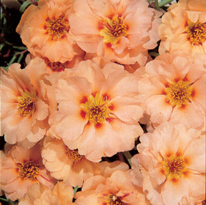 Light Orange Moss Rose Flower Seeds – Heirloom, Non-GMO, High Germination Seeds