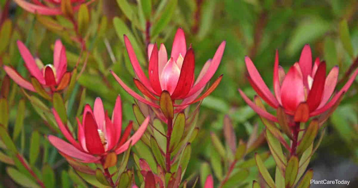 Red Leucadendron Flower Seeds – Heirloom, Non-GMO, High Germination Seeds