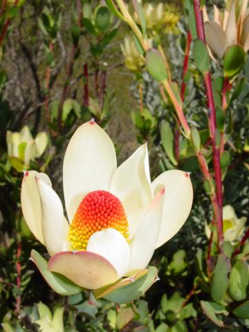 White Leucadendron Flower Seeds – Heirloom, Non-GMO, High Germination Seeds