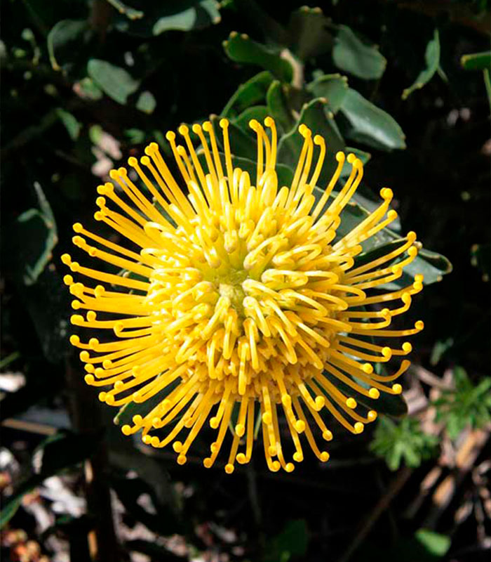 Leucospermum Flower Seeds Yellow – Heirloom Non-GMO High Germination Organic Seeds