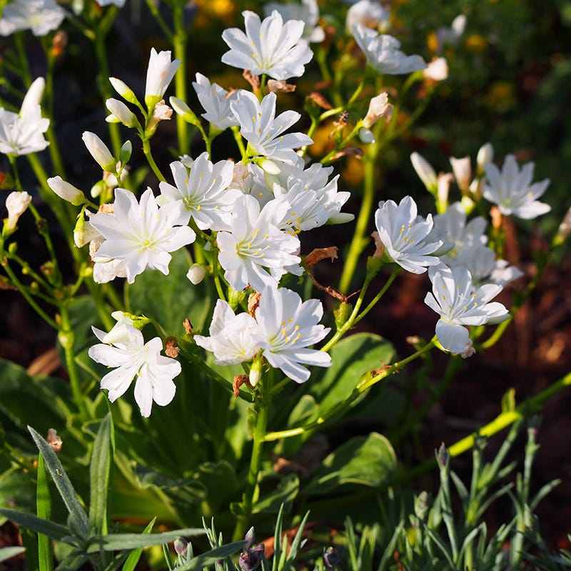 Lewisia Flower Seeds White – Heirloom, Non-GMO, High Germination Seeds
