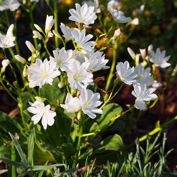 Lewisia Flower Seeds White – Heirloom, Non-GMO, High Germination Seeds