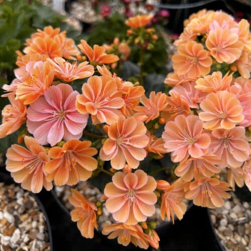 Orange Lewisia Flower Seeds – Heirloom, Non-GMO, High Germination Seeds