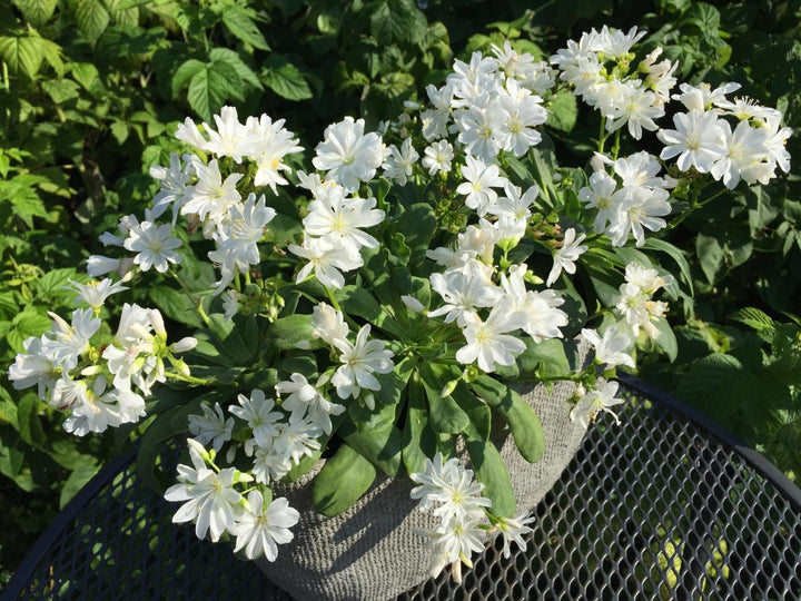 Lewisia Cotyledon Flower Seeds White – Heirloom, Non-GMO, High Germination Seeds