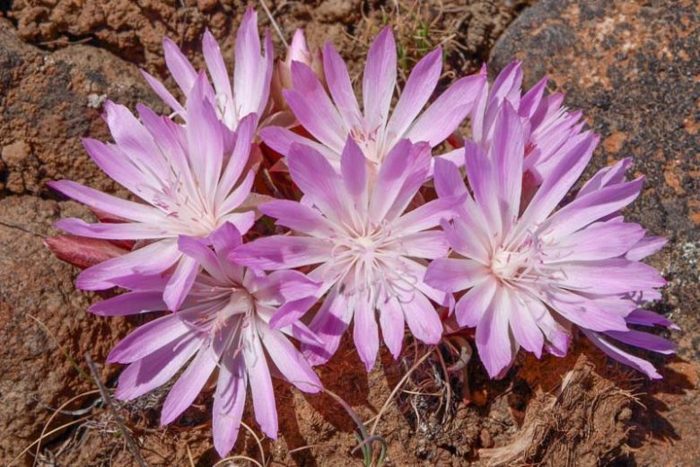 Light Purple Lewisia Flower Seeds – Heirloom, Non-GMO, High Germination Seeds