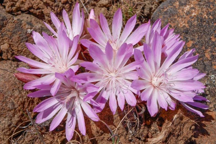 Light Purple Lewisia Flower Seeds – Heirloom, Non-GMO, High Germination Seeds