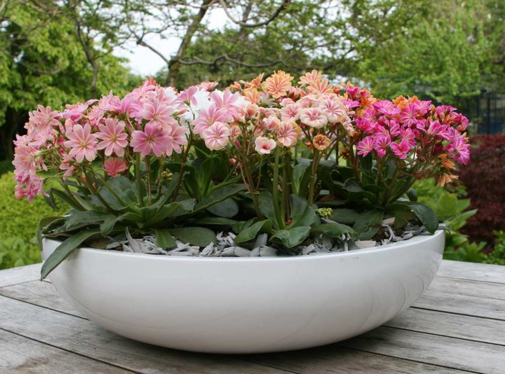 Lewisia Flower Seeds Mixed – Heirloom, Non-GMO, High Germination Seeds