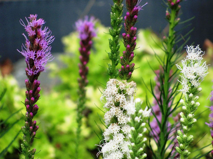 Mixed Liatris Flower Seeds – Heirloom, Non-GMO, High Germination Seeds
