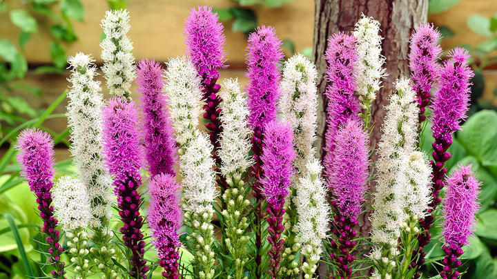 Mixed Liatris Flower Seeds – Heirloom, Non-GMO, High Germination Seeds