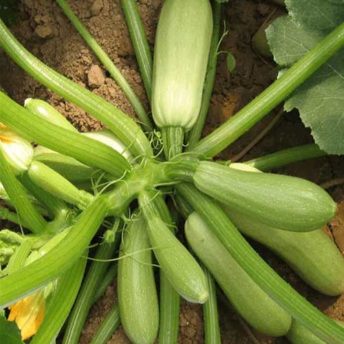 Long Light Green Zucchini Seeds – Heirloom, Non-GMO, High Germination Organic Vegetable Garden Seeds