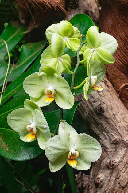 Light Green Phalaenopsis Orchid Flower Seeds – Heirloom, Non-GMO, High Germination Seeds