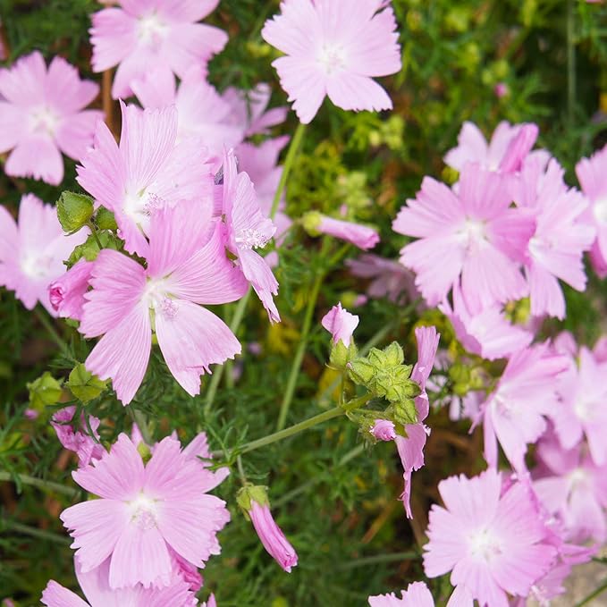 pink yellow flower seeds