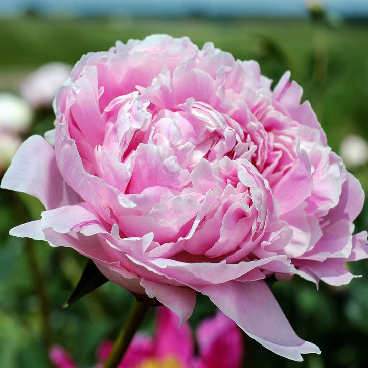 Pale Pink Peony Flower Seeds for Planting – Heirloom Non-GMO, High Germination Organic Seeds
