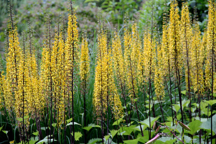 Yellow Ligularia Dentata Flower Seeds – Heirloom Non-GMO High Germination Seeds