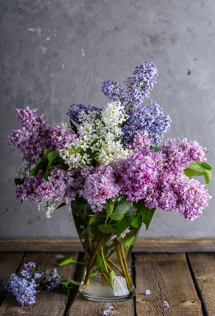 Mixed Lilac Flower Seeds For Gardens – Heirloom, Non-GMO, High Germination Seeds