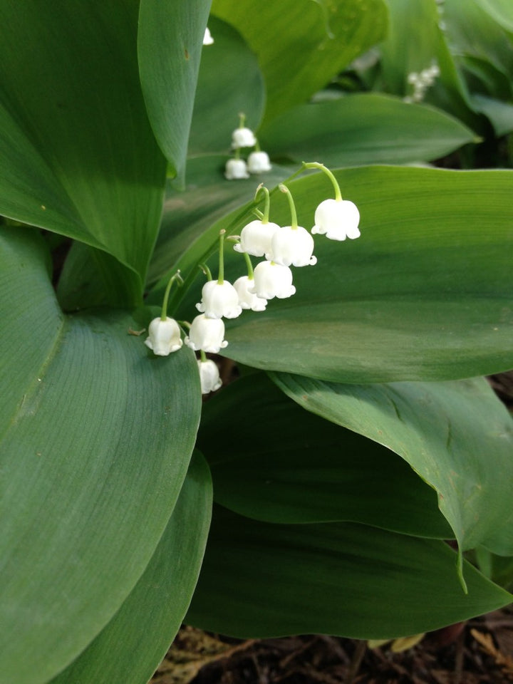 Lily of the Valley Flower Seeds White – Heirloom, Non-GMO, High Germination Seeds