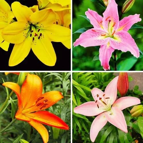 Mixed Lilium Flower Seeds – Heirloom, Non-GMO, High Germination Seeds