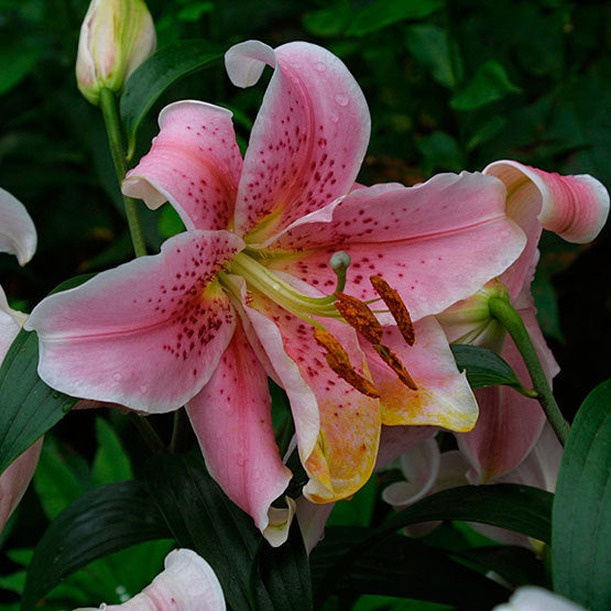 Pink Clivia Flower Seeds for Planting – Heirloom Non-GMO High Germination Seeds
