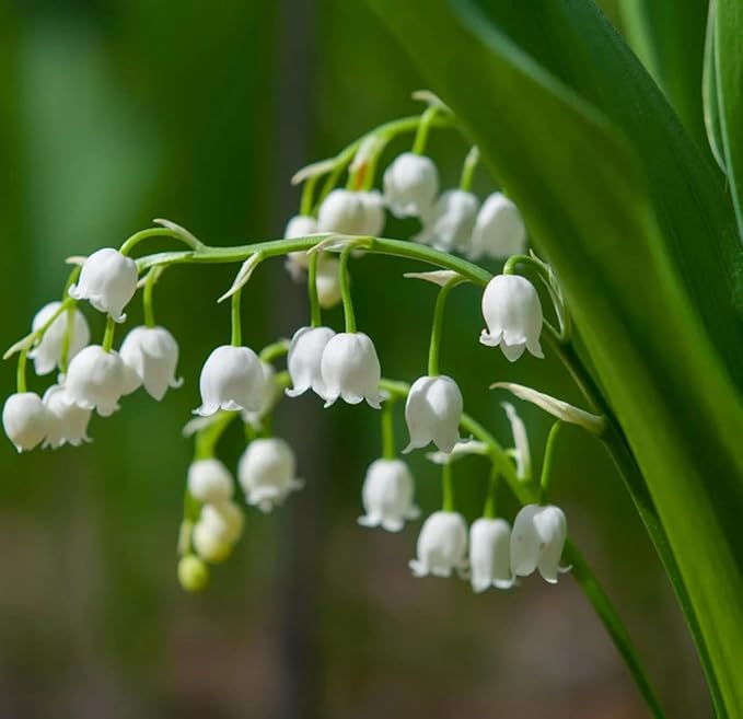 white lily flower seeds