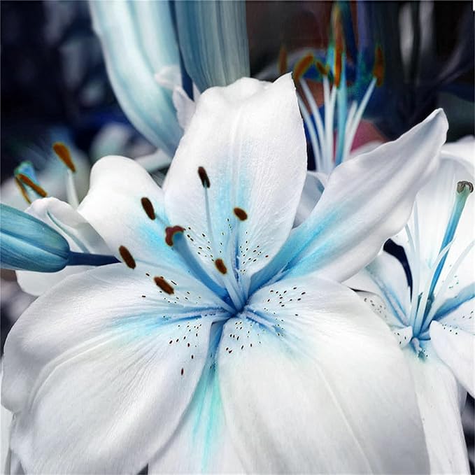 blue lily flower seeds