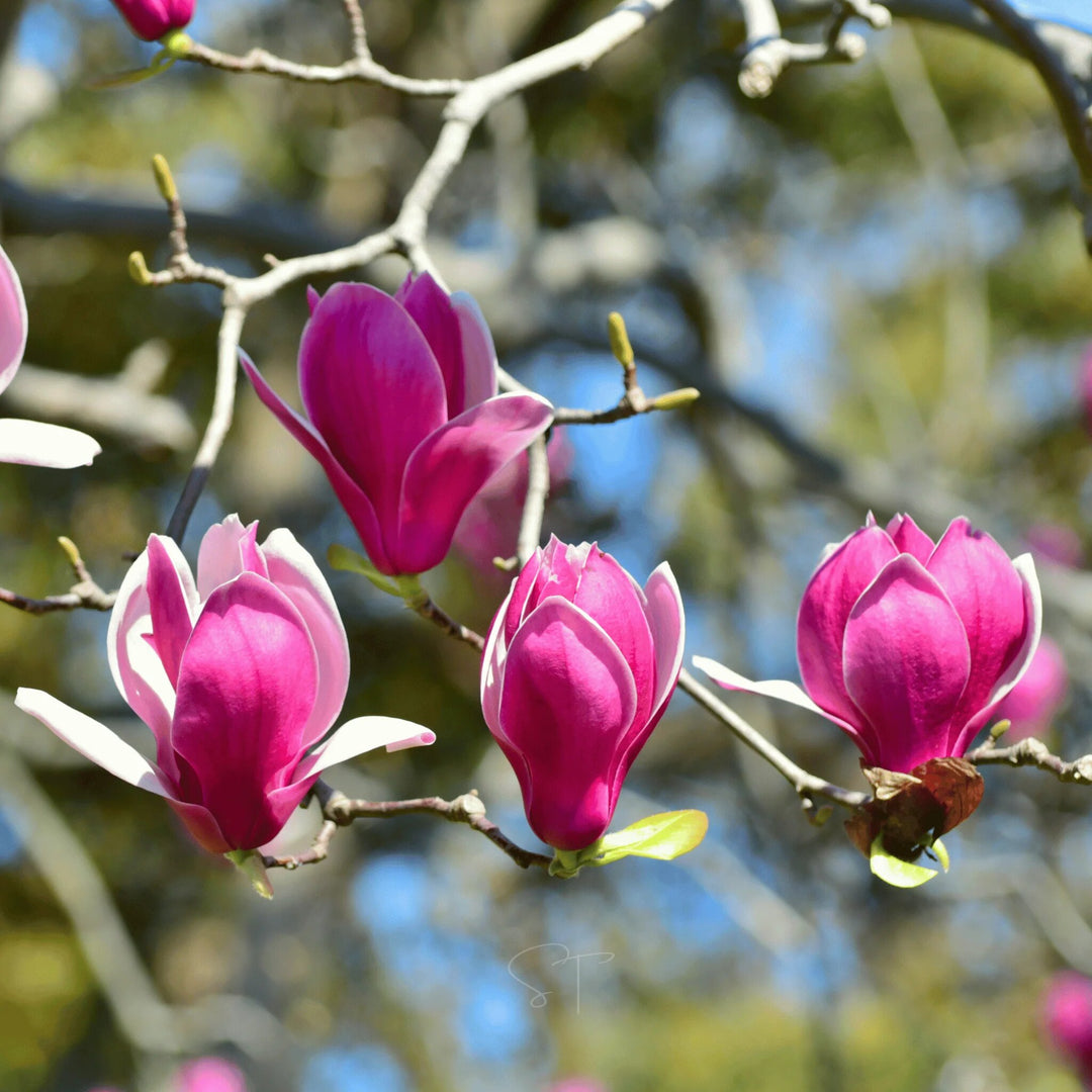 Rosa Magnolienblumensamen – Erbstück, gentechnikfrei, hohe Keimfähigkeit