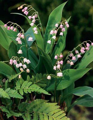 Light Pink Lily of the Valley Flower Seeds – Seeds for Planting, Heirloom, Non-GMO, High Germination Organic Garden Seeds
