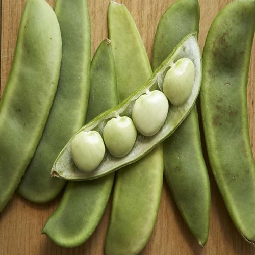 Lima Bean Seeds – Heirloom Non-GMO High Germination Organic Garden Seeds for Planting