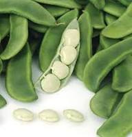 Lima Bean Seeds – Heirloom Non-GMO High Germination Organic Garden Seeds for Planting
