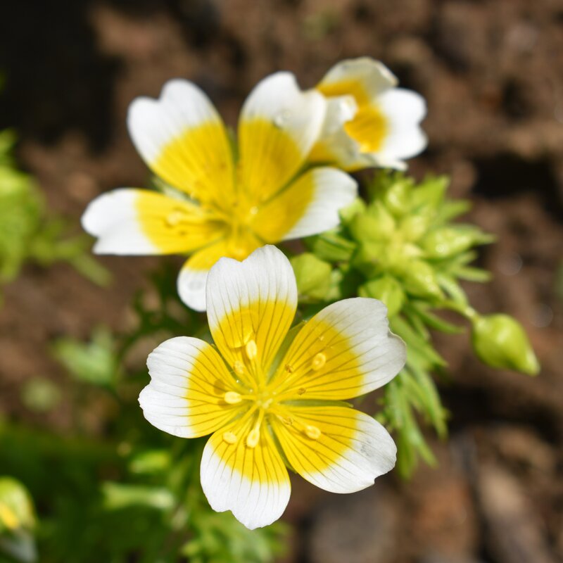 Limnanthes Flower Seeds Yellow White – Heirloom Non-GMO High Germination