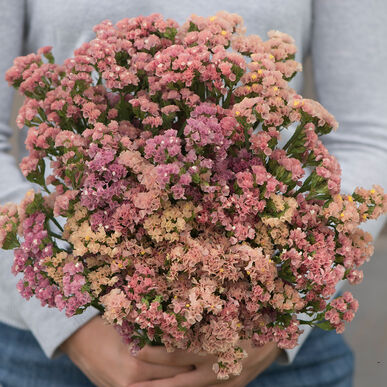 limonium apricot flower seeds