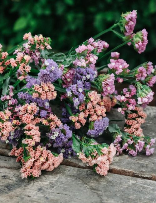 limonium pastel flower seeds