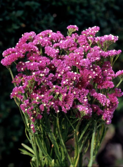limonium rose flower seeds