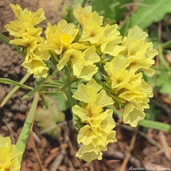 Limonium Flower Seeds Yellow – Heirloom, Non-GMO, High Germination Seeds