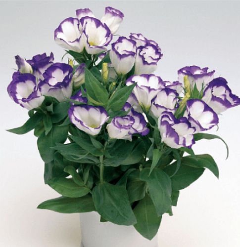 lisianthus blue rim f1