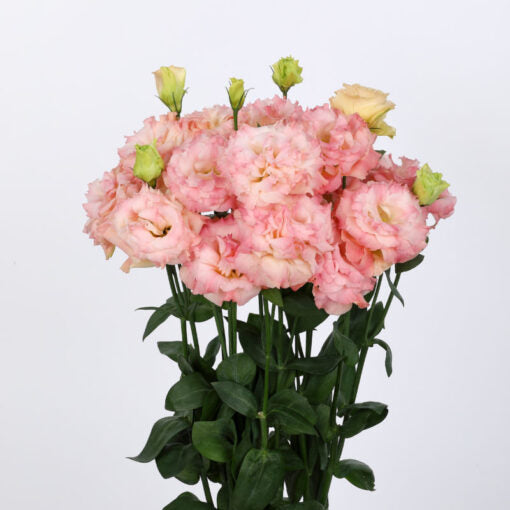 lisianthus champagne f1 hybrid