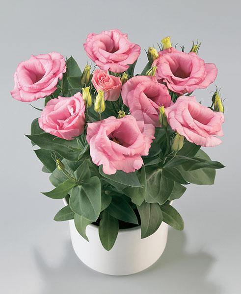 Pink Lisianthus Eustoma Flower Seeds – Heirloom Non-GMO High Germination Organic