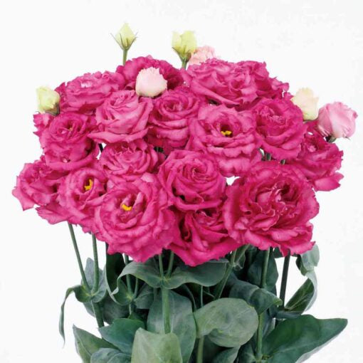 lisianthusmaquiarougefhybridpelletedimportedheirloomnongmohighgerminationorganicgarden flower seeds