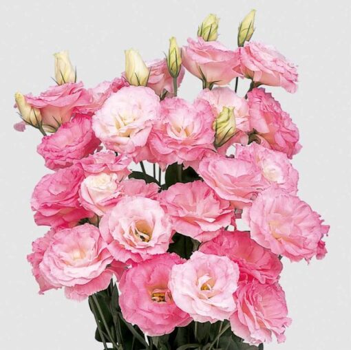 pink lisianthus flower seeds