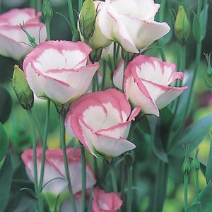 pink lisianthus flower seeds