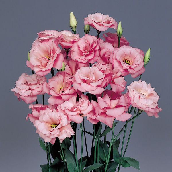 Lisianthus Flower Seeds Pink – Seeds for Planting, Heirloom, Non-GMO, High Germination Flower Seeds
