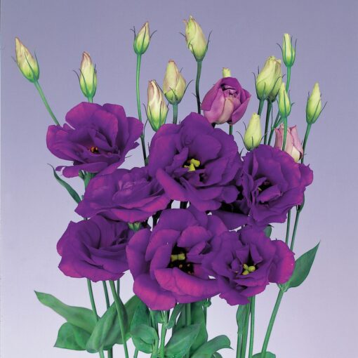 lisianthus purple f1 hybrid