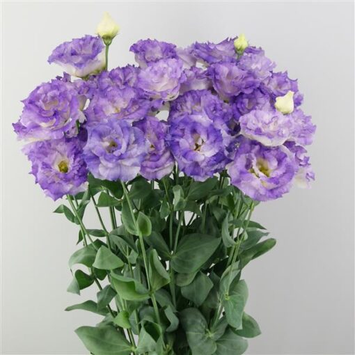blue lisianthus flower seeds