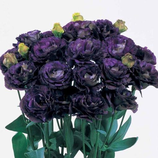 black lisianthus flower seeds