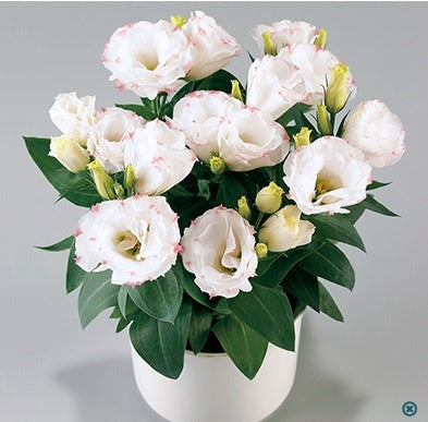 lisianthus rosie flower seeds