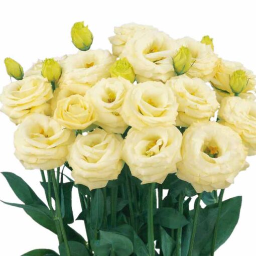 yellow lisianthus flower seeds
