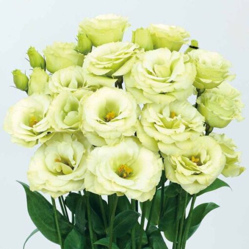lisianthus rosita flower seeds
