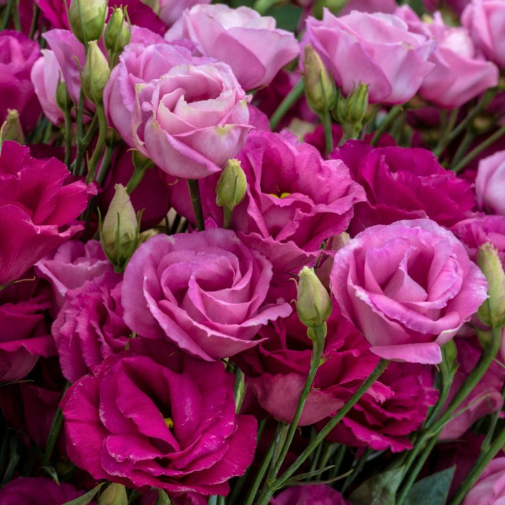 red lisianthus flower seeds